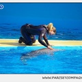 Marineland - Dauphins - Spectacle 14h30 - 1061