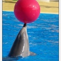 Marineland - Dauphins - Spectacle 14h30 - 1062