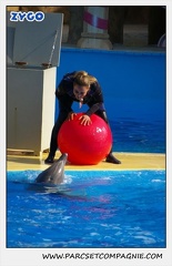 Marineland - Dauphins - Spectacle 14h30 - 1063