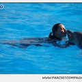 Marineland - Dauphins - Spectacle 14h30 - 1067