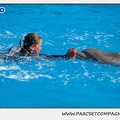 Marineland - Dauphins - Spectacle 14h30 - 1069