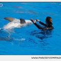 Marineland - Dauphins - Spectacle 14h30 - 1073