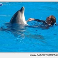 Marineland - Dauphins - Spectacle 14h30 - 1076