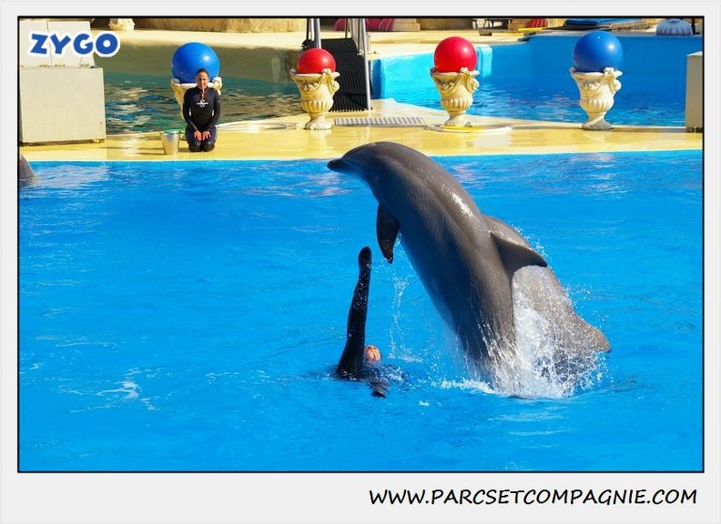 Marineland - Dauphins - Spectacle 14h30 - 1078