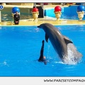 Marineland - Dauphins - Spectacle 14h30 - 1078
