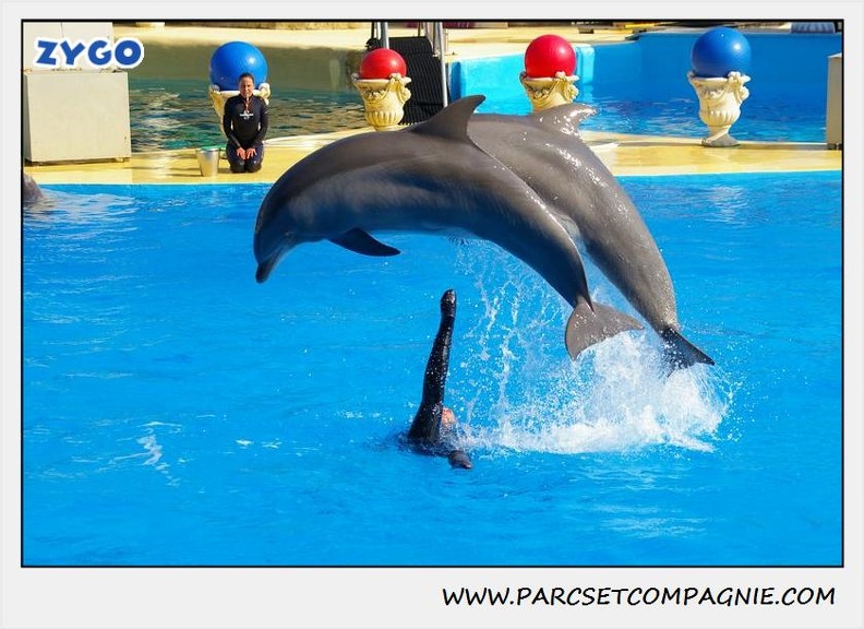 Marineland - Dauphins - Spectacle 14h30 - 1079