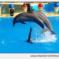 Marineland - Dauphins - Spectacle 14h30 - 1079