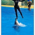 Marineland - Dauphins - Spectacle 14h30 - 1081