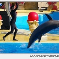 Marineland - Dauphins - Spectacle 14h30 - 1085