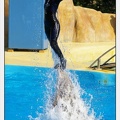 Marineland - Dauphins - Spectacle 14h30 - 1086