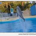 Marineland - Dauphins - Spectacle 17h15 - 1092