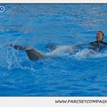 Marineland - Dauphins - Spectacle 17h15 - 1096