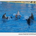 Marineland - Dauphins - Spectacle 17h15 - 1097