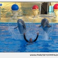 Marineland - Dauphins - Spectacle 17h15 - 1099