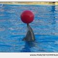Marineland - Dauphins - Spectacle 17h15 - 1101