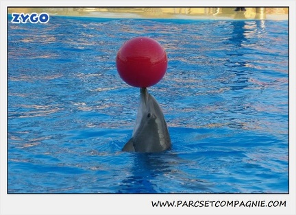 Marineland - Dauphins - Spectacle 17h15 - 1101