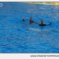 Marineland - Dauphins - Spectacle 17h15 - 1102