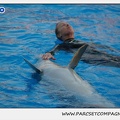 Marineland - Dauphins - Spectacle 17h15 - 1103