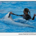 Marineland - Dauphins - Spectacle 17h15 - 1108