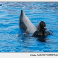 Marineland - Dauphins - Spectacle 17h15 - 1109