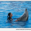 Marineland - Dauphins - Spectacle 17h15 - 1110
