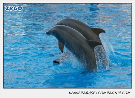 Marineland - Dauphins - Spectacle 17h15 - 1112