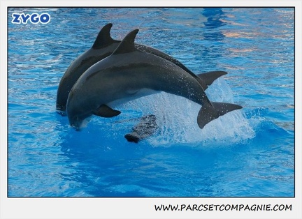 Marineland - Dauphins - Spectacle 17h15 - 1113