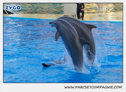 Marineland - Dauphins - Spectacle 17h15 - 1114