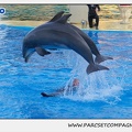 Marineland - Dauphins - Spectacle 17h15 - 1115