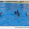 Marineland - Dauphins - Spectacle 17h15 - 1117