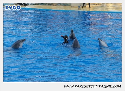 Marineland - Dauphins - Spectacle 17h15 - 1117