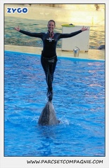 Marineland - Dauphins - Spectacle 17h15 - 1118