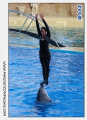 Marineland - Dauphins - Spectacle 17h15 - 1120