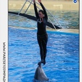 Marineland - Dauphins - Spectacle 17h15 - 1120