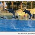 Marineland - Dauphins - Spectacle 17h15 - 1122