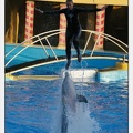 Marineland - Dauphins - Spectacle 17h15 - 1124