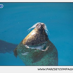 Marineland - Phoques - Phoques veau marins