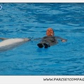 Marineland - Dauphins - Spectacle 17h15 - 1253