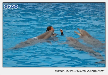 Marineland - Dauphins - Spectacle 17h15 - 1254