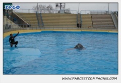 Marineland - Dauphins - Spectacle 17h15 - 1256