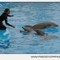 Marineland - Dauphins - Spectacle 17h15 - 1259
