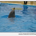 Marineland - Dauphins - Spectacle 17h15 - 1262