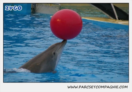 Marineland - Dauphins - Spectacle 17h15 - 1267