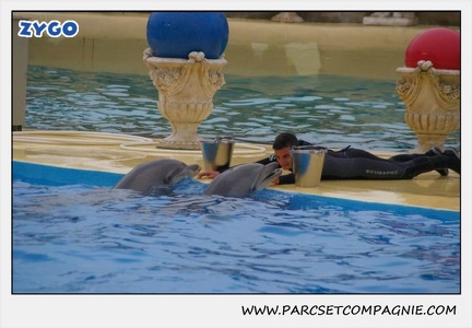 Marineland - Dauphins - Spectacle 17h15 - 1271