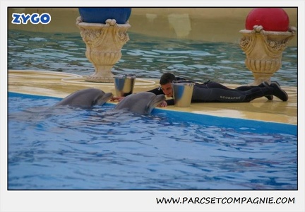Marineland - Dauphins - Spectacle 17h15 - 1272
