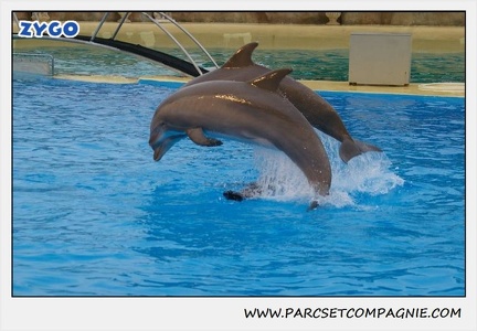Marineland - Dauphins - Spectacle 17h15 - 1282