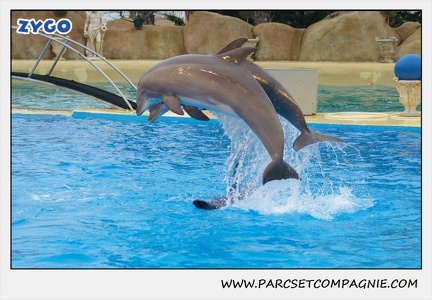 Marineland - Dauphins - Spectacle 17h15 - 1284