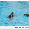Marineland - Dauphins - Spectacle 14h30 - 1838