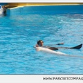 Marineland - Dauphins - Spectacle 14h30 - 1852