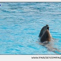 Marineland - Dauphins - Spectacle 14h30 - 1856